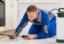 5 Insects To Keep An Eye Out For Pest Control Pest Control Adelaide